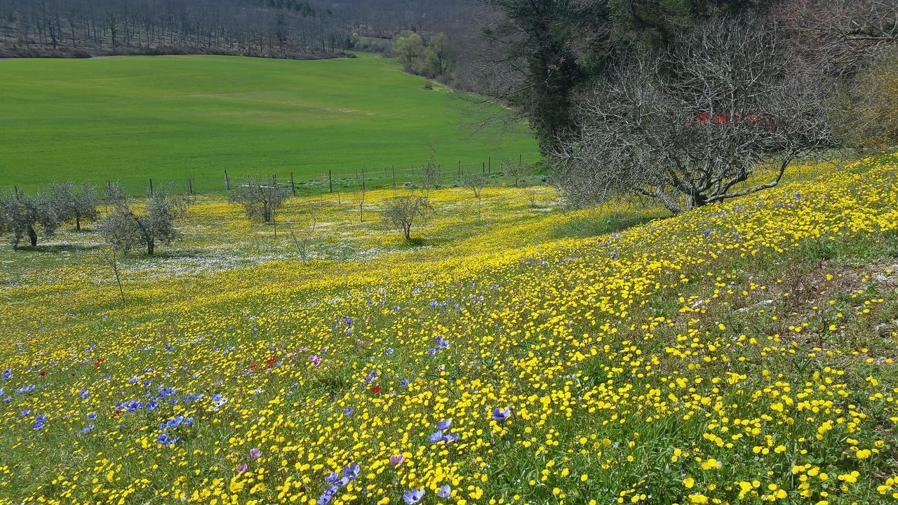 Agriturismo Natura E Salute San Gimignano Extérieur photo